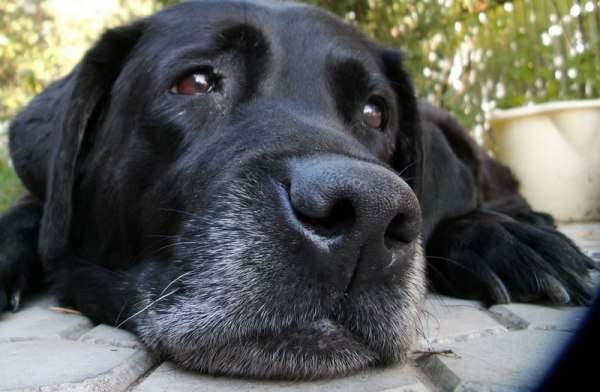 собака болеет