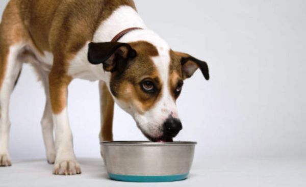 собака болеет - отсутствие аппетита