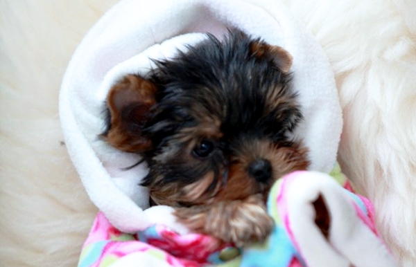 Аллергия у собак. Причины. Аллергия у собак. Причины.