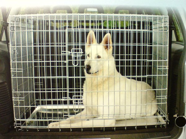 Правила перевозки собак в транспорте. Автомобильный транспорт. Правила перевозки собак в транспорте. Автомобильный транспорт.