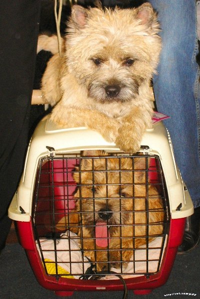 Правила перевозки собак в транспорте. Самолетом. Правила перевозки собак в транспорте. Самолетом.