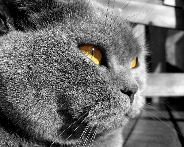 Британские коты Британские коты