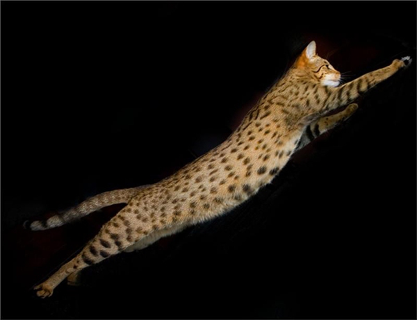 Британские коты Британские коты