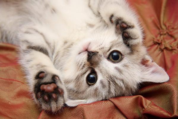 Британские коты. Котенок Британские коты. Котенок