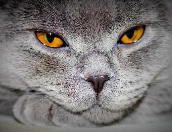 Глаза кота. Цвета