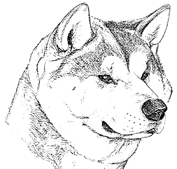 Рисунок собаки карандашом Рисунок собаки карандашом