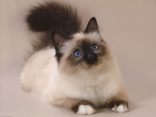 Котенок