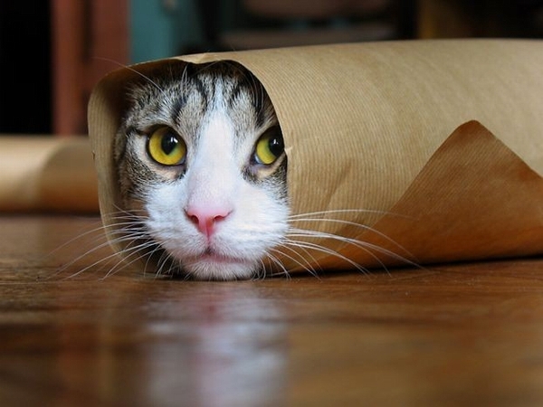 Веселый кот