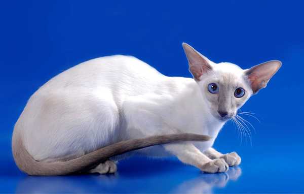Сиамская кошка