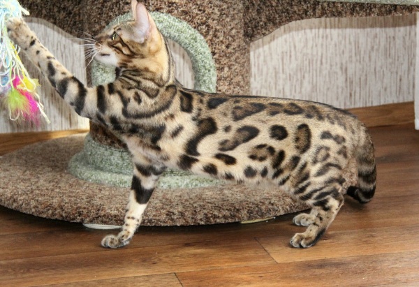 Бенгальский кот