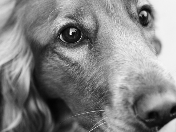 Преданность собаки Преданность собаки