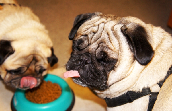 Неправильное питание Неправильное питание