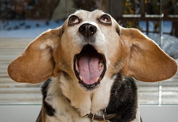 Аллергия Аллергия