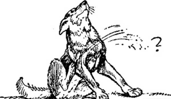 Собака чешется Собака чешется