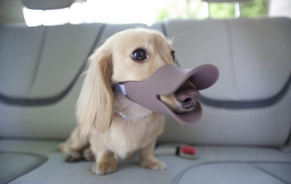 Намордник для собак "Кря-кря" Намордник для собак "Кря-кря"