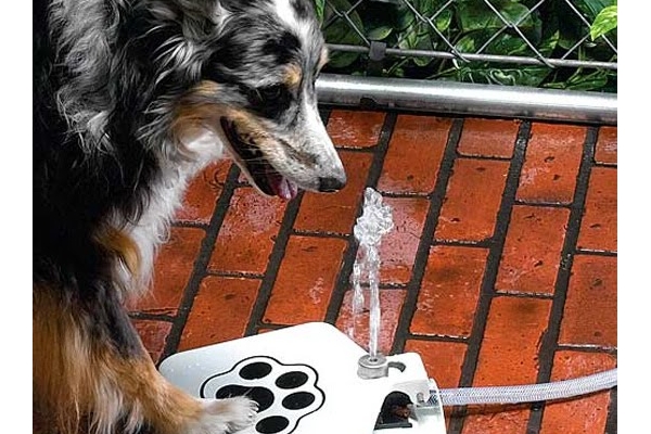 Необычный гаджет для любителей собак Необычный гаджет для любителей собак