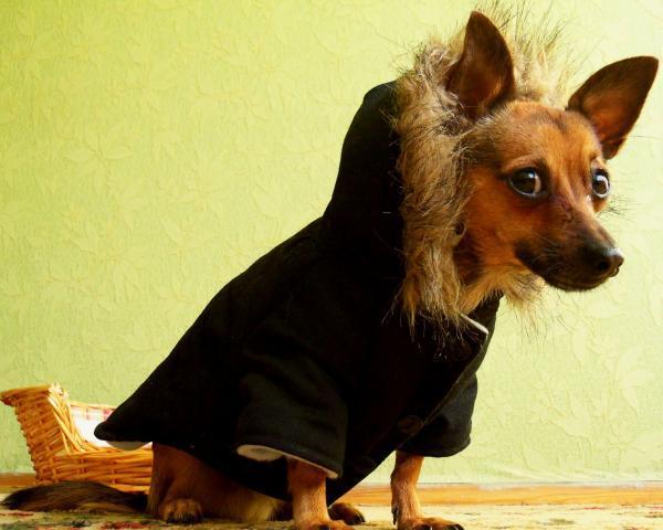 Собака в куртке