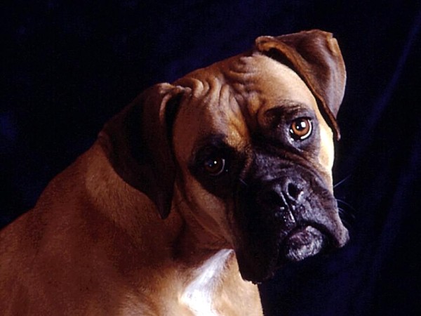 Боксер Боксер