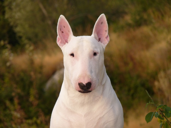 Бультерьер Бультерьер