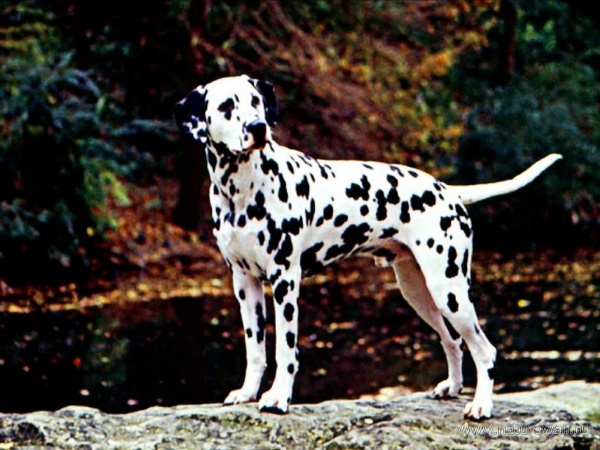 Далматинец Далматинец