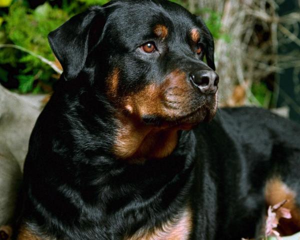 Ротвейлер Ротвейлер