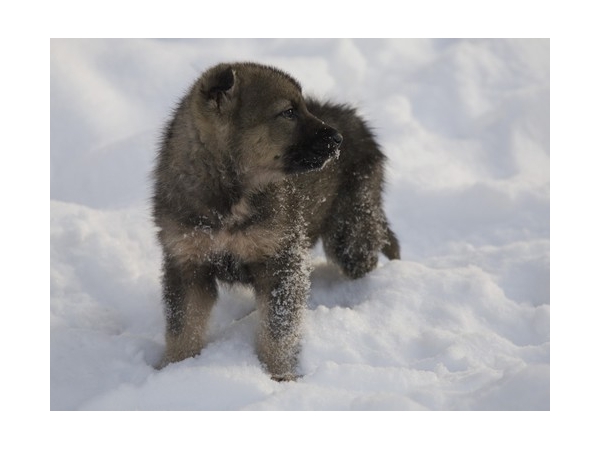 "Кавказская овчарка" Тузик "Кавказская овчарка" Тузик
