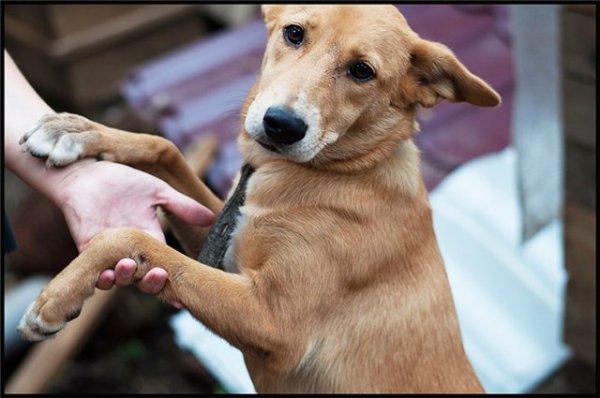 Настоящий охранник Туз Настоящий охранник Туз