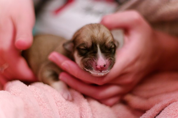 Щенки рождаются совершенно беспомощными
