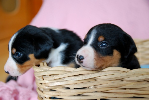 Щенкам должно быть тепло, не зависимо от того, есть мать рядом, или нет