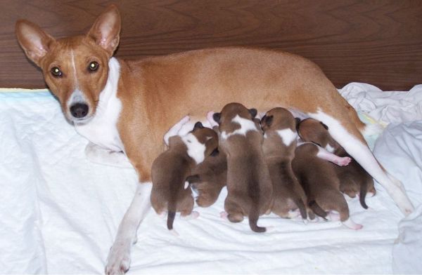 Сильные щенки могут отталкивать слабых