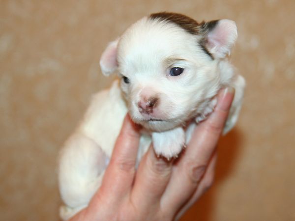 Придерживайте щенка, если он сам не может пить молоко