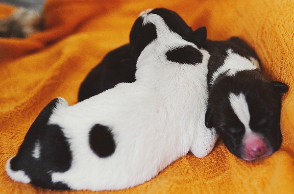 В течение первых недель жизни щенки в основном спят и едят.