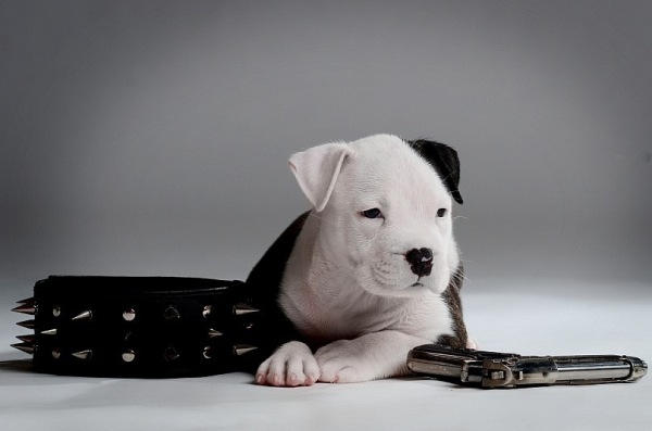 Кожаный ошейник Кожаный ошейник