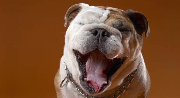 Ринговки для собак Ринговки для собак