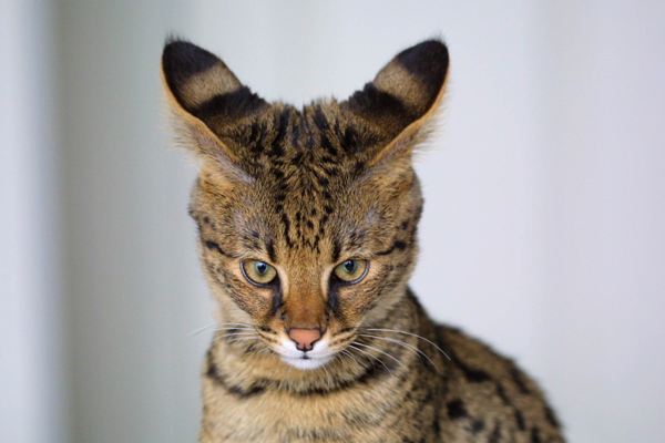 Приучить кошку к ошейнику сложно