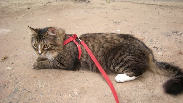 Поводок для кошек