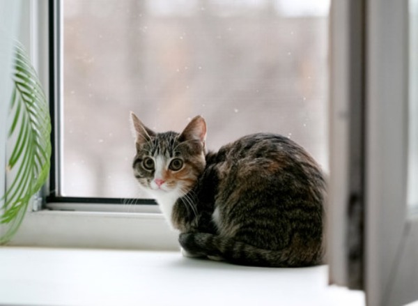 Кошка на подоконнике