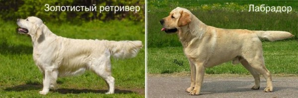 Различие между ЛАБРАДОРОМ и ЗОЛОТИСТЫМ РЕТРИВЕРОМ. Шерсть