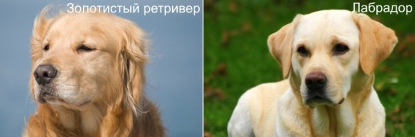 Различие между ЛАБРАДОРОМ и ЗОЛОТИСТЫМ РЕТРИВЕРОМ. Внешний вид