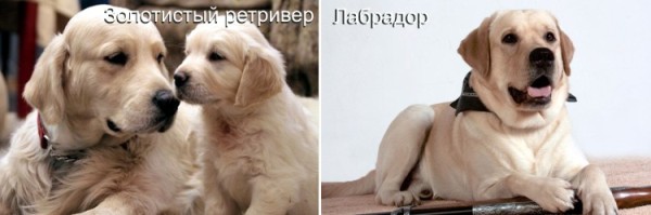 Различие между ЛАБРАДОРОМ и ЗОЛОТИСТЫМ РЕТРИВЕРОМ. Тактильные ощущения
