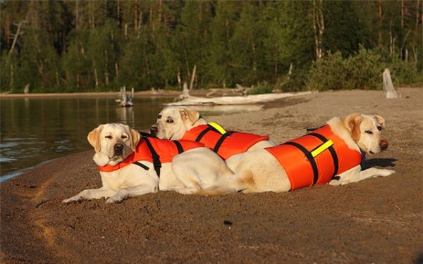 Собаки-спасатели на водах лабрадор Собаки-спасатели на водах лабрадор