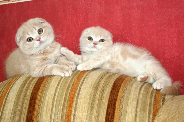 Уход за котятами