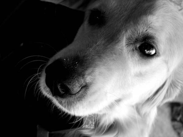 Эвтаназия - это единственное верное решение? Эвтаназия - это единственное верное решение?