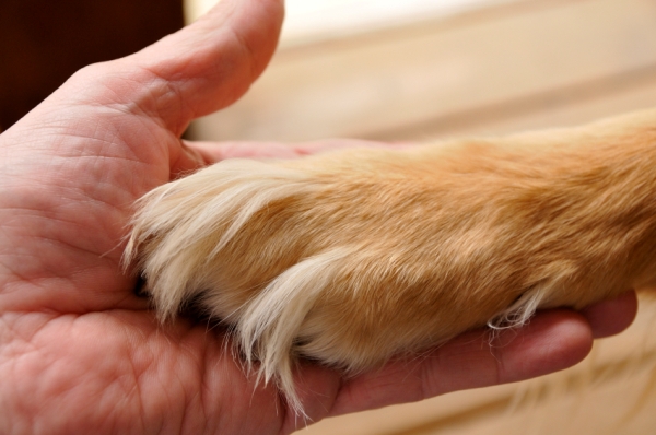 Применение наркоза при проведении эвтаназии ОБЯЗАТЕЛЬНО! Применение наркоза при проведении эвтаназии ОБЯЗАТЕЛЬНО!