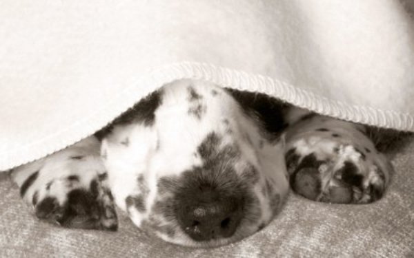 Усыпление животных - это акт не жестокости, а милосердия Усыпление животных - это акт не жестокости, а милосердия