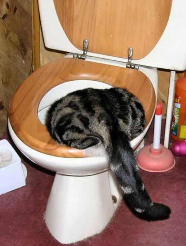 Следи за чистотой лотка кота своего