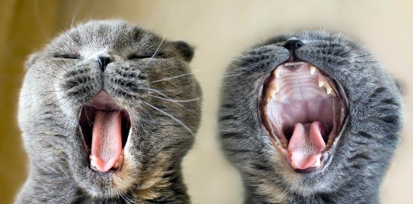 Кот разговаривает