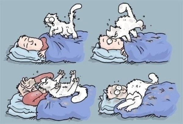 Кот всегда отомстит