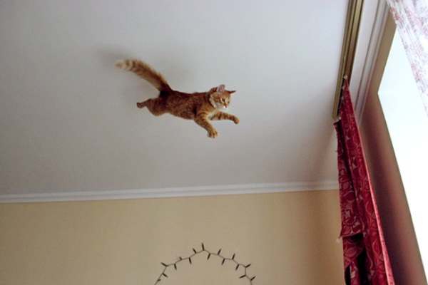 Возвышай кота своего