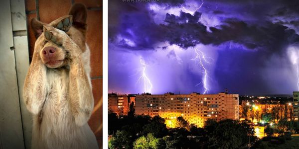 Собака боится грозы и грома